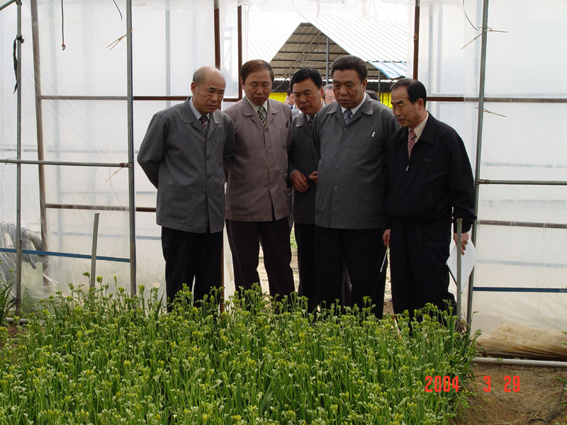 수막이용 프리지아 꽃재배